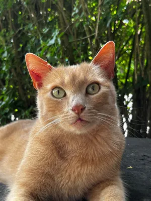 Caramel